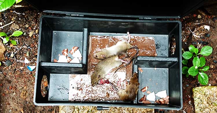 diệt chuột tại Hồ Chí Minh