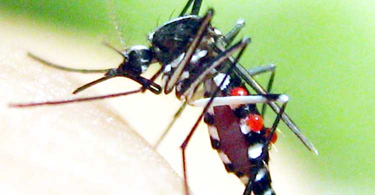 dịch vụ phun thuốc diệt muỗi