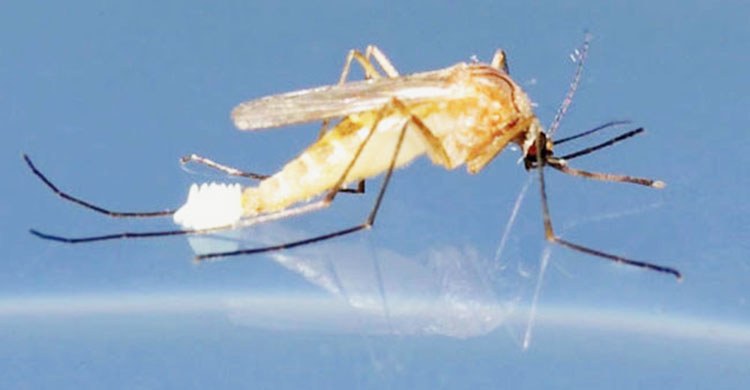 Dịch vụ diệt muỗi tại Bình Dương